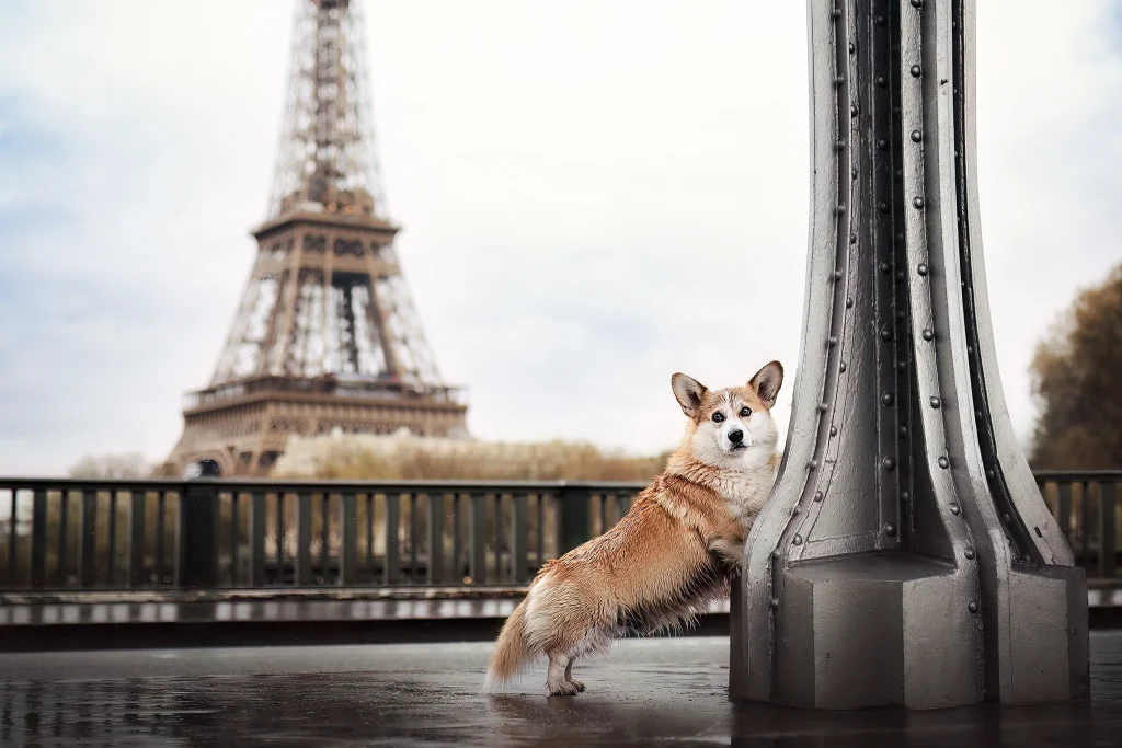 photo-paris-corgi