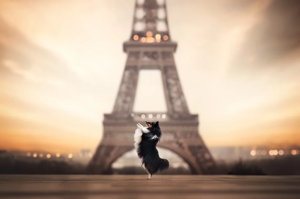 seance-photo-chien-trocadéro-paris-