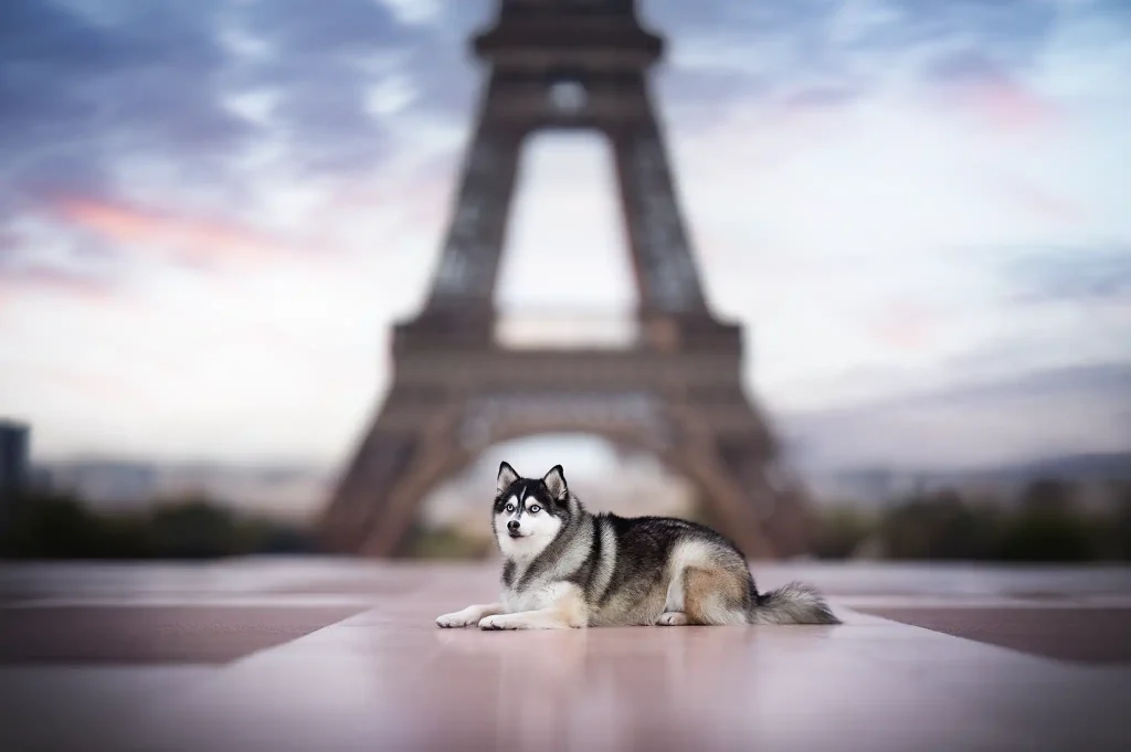 photographe-pro-chien-paris