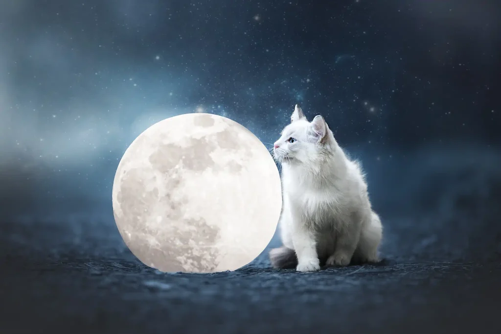 mini-séance-chat-galaxie-lune