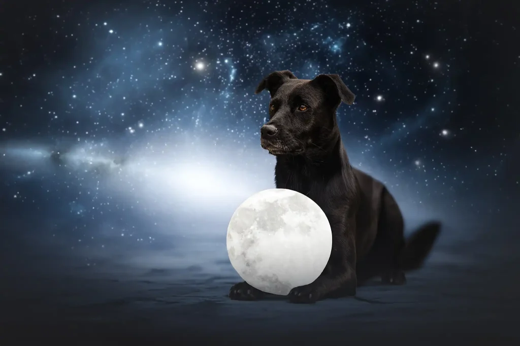 mini-séance-lune-chien-paris-oise