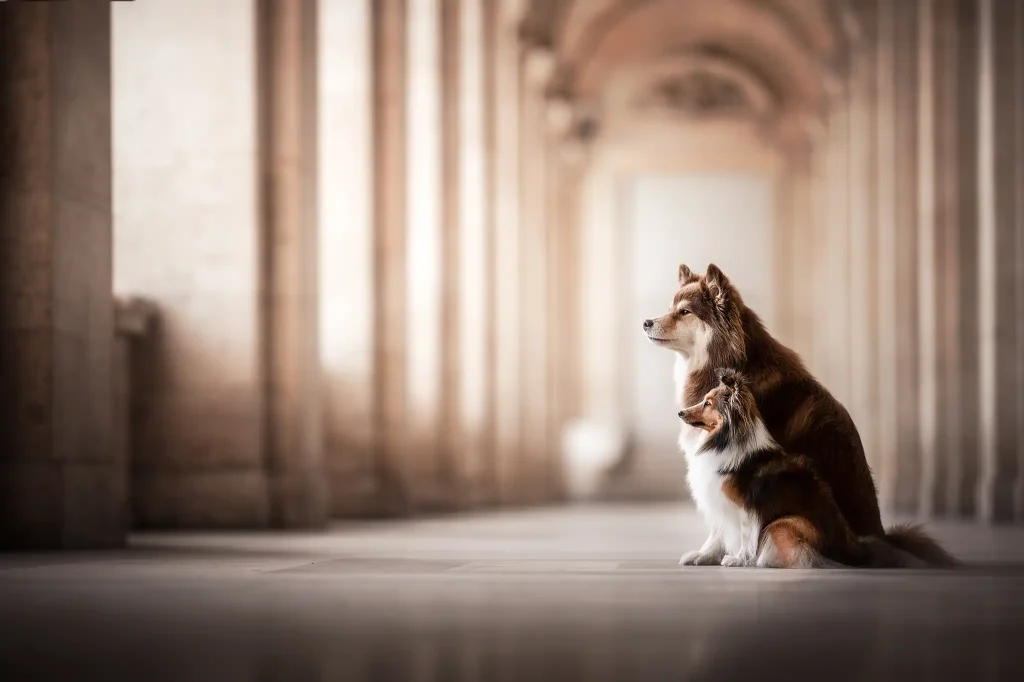 photo-photographie-chien-paris-louvre-musée-pro
