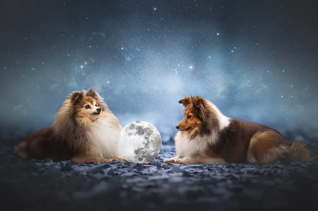 seance-photo-chien-mini-séance-lune