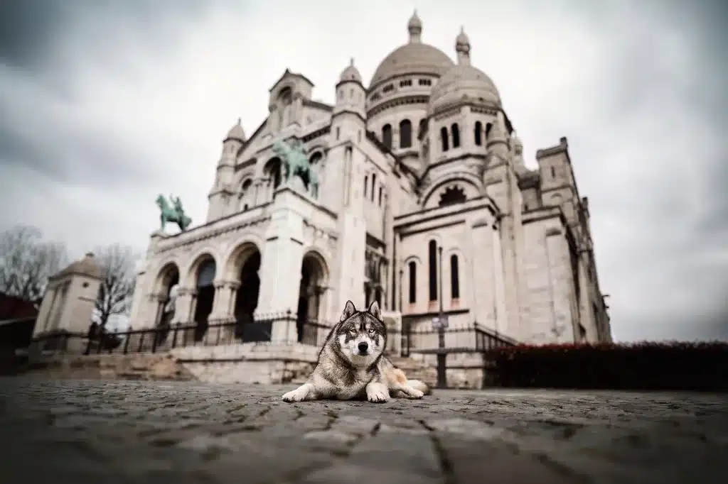 photo-montmartre-chien-paris