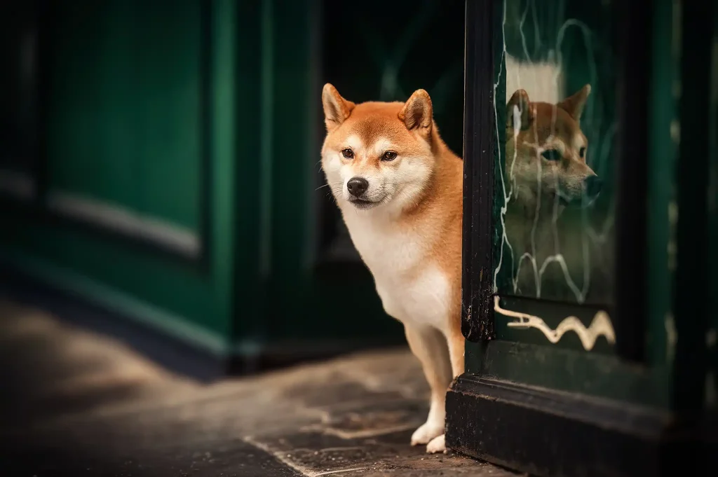 seance-canin-photo-photographie-pro-chien-paris-maison-montmartre