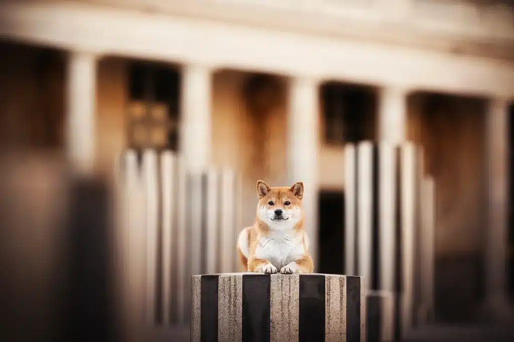 seance-photo-louvre-paris-chien-