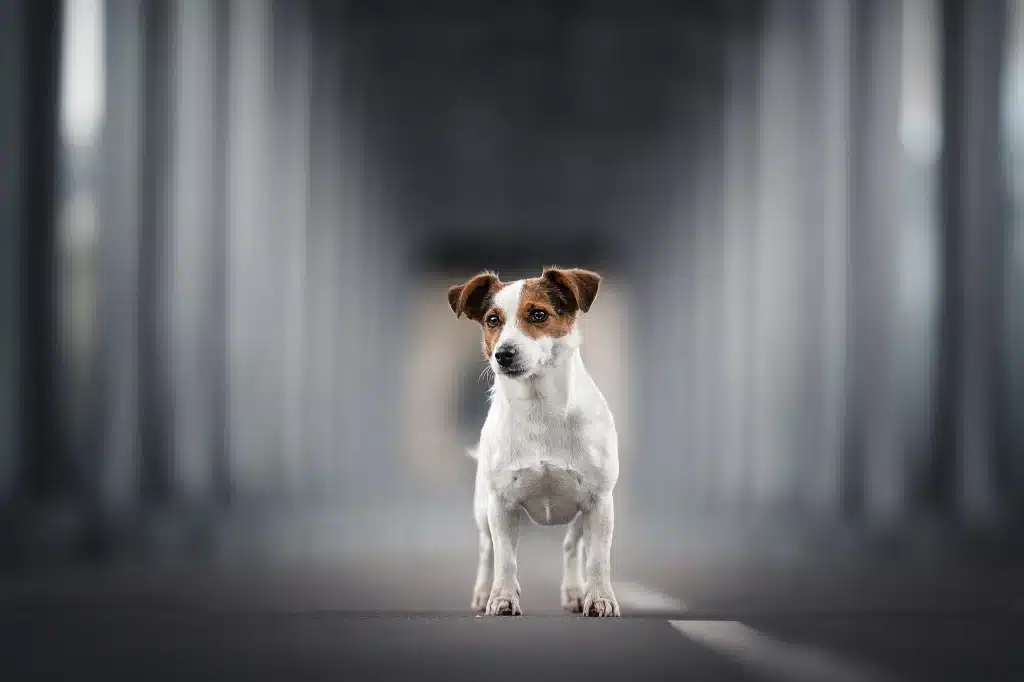 seance-photo-pont-paris