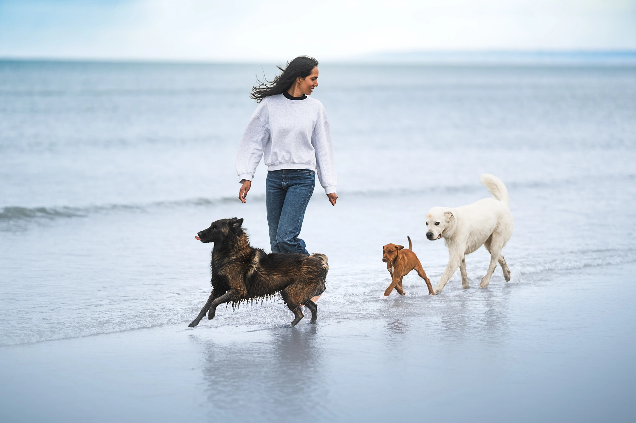 seance photo canine famille plage