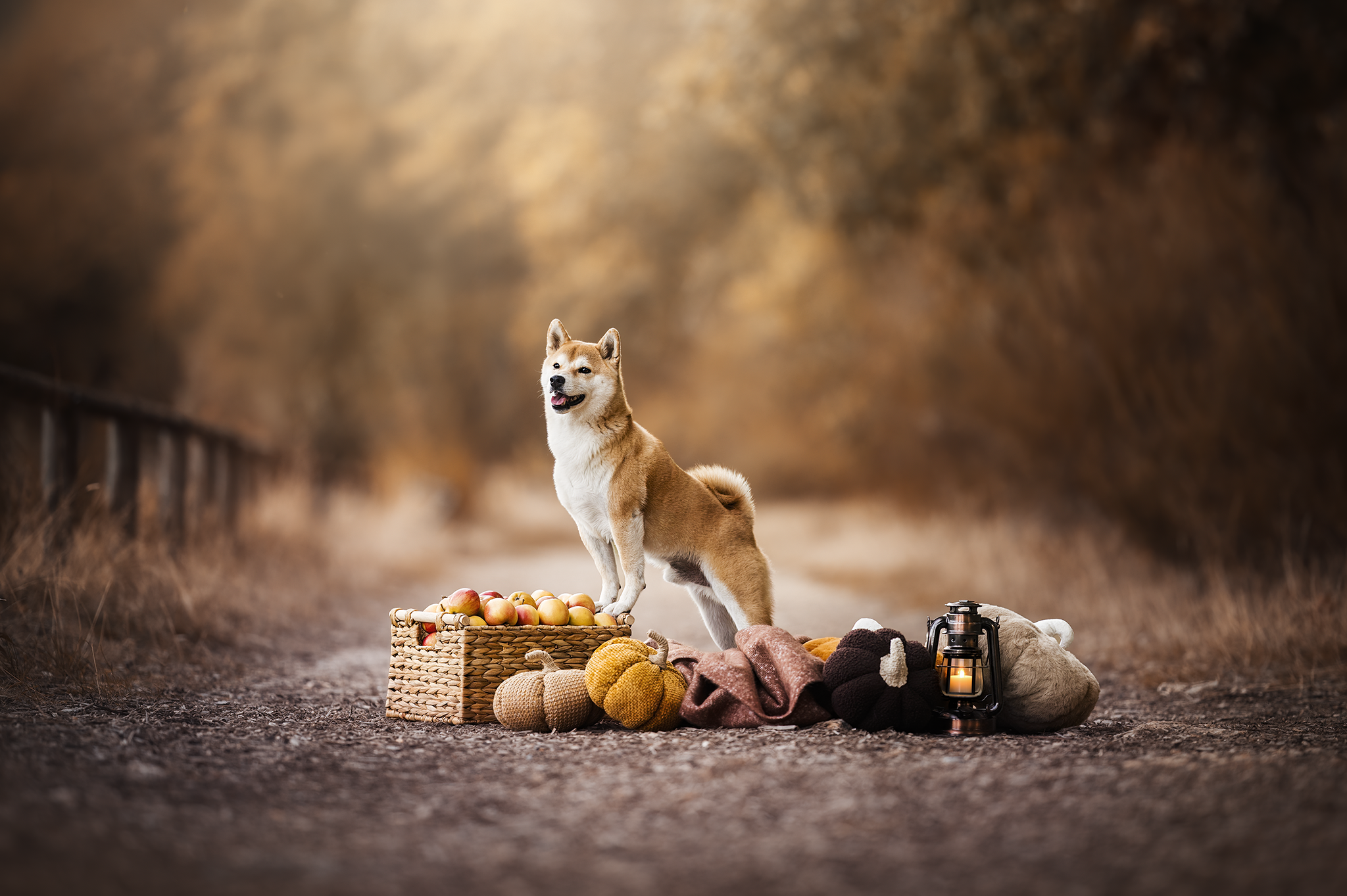 séance photo chien automne rambouillet
