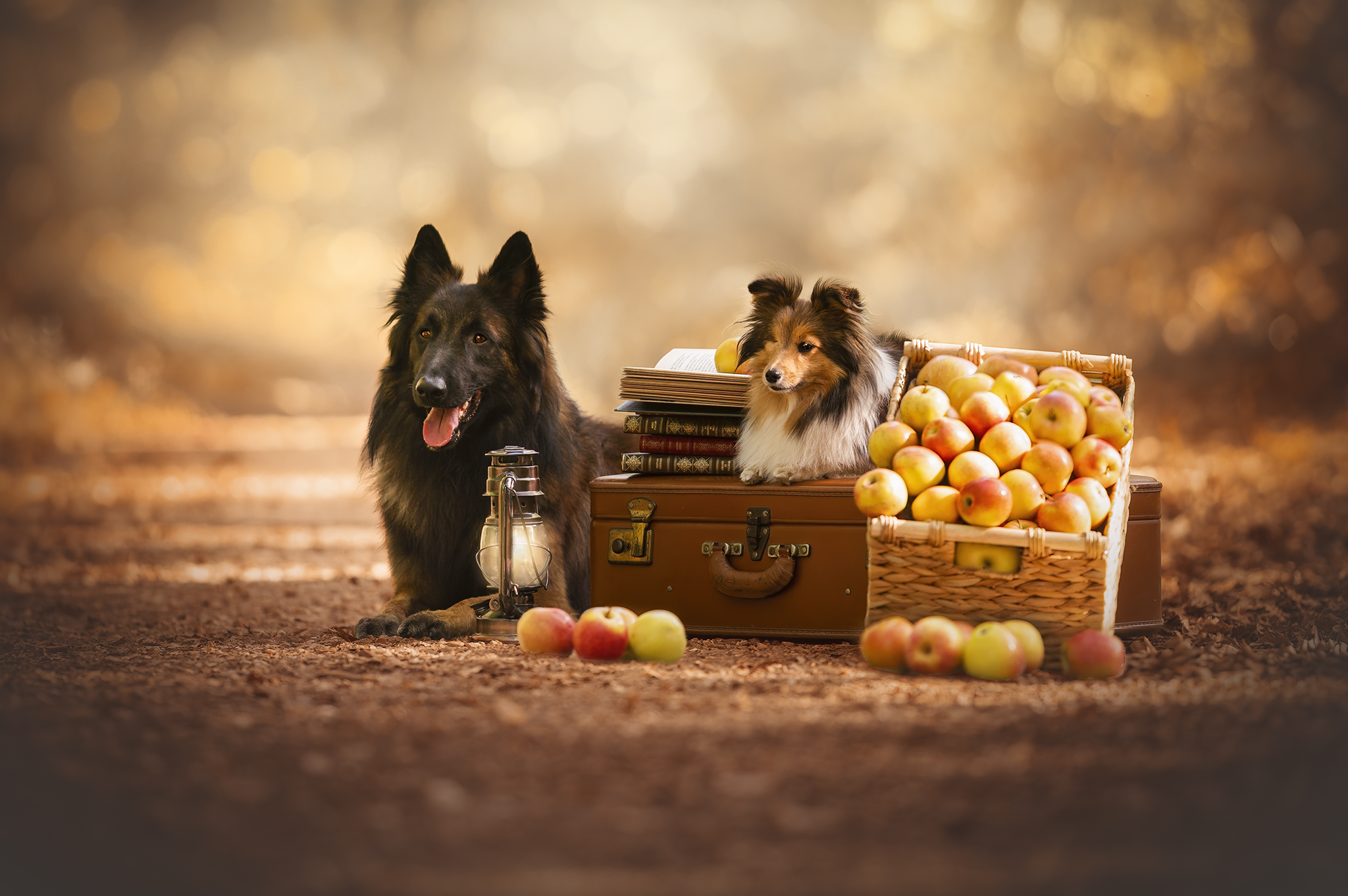 seance-photo-chien-forêt-automne-val-doise